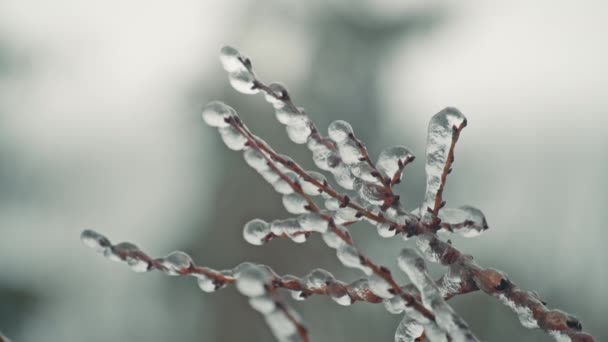 Icicles Sur Branches Brindilles Congelées Vue Rapprochée — Video