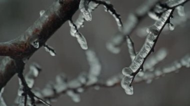 Buzlu fırtınadan sonra buzla kaplanmış ağaçların yakın görüntüsü