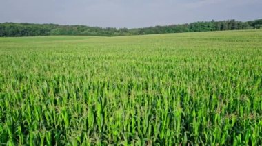 Büyüyen mısır tarlası Sabah Güneşinin doğuşuyla Kırsal Arazi üzerinde Hava, Uçuş