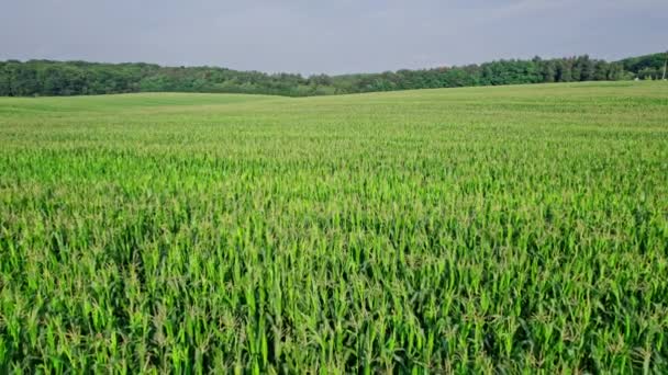 Prachtig Zomer Landschap Van Een Maïsveld Bovenaanzicht Het Groene Maïsveld — Stockvideo