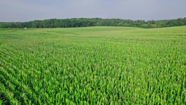 Prachtig Zomer Landschap Van Een Maïsveld Bovenaanzicht Het Groene Maïsveld — Stockvideo