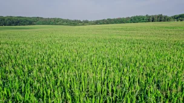 Повітряний Вид Плантацію Зеленого Кукурудзяного Поля Кукурудзяне Поле Вид Зверху — стокове відео