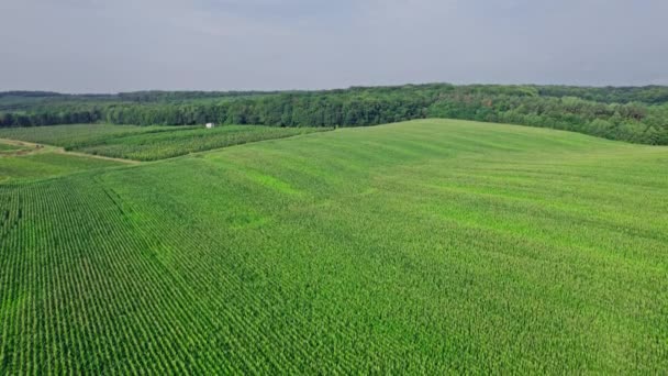 Воздушный Полет Над Сельской Местностью Пейзаж Растущей Кукурузного Поля Утренний — стоковое видео