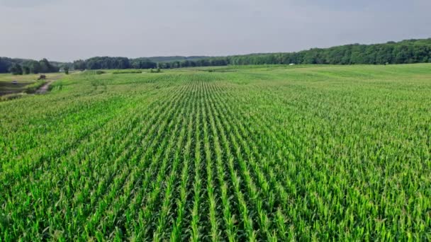 Drone Bakış Açısından Mısır Tarlasının Hava Görüntüsü Cornfield Üzerinden Uçuş — Stok video