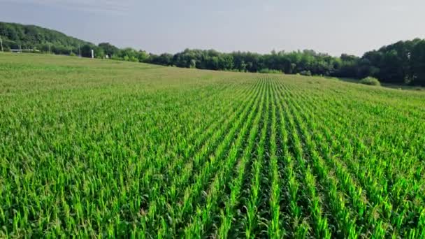 Drone Vliegt Groen Landbouwmaïsveld Prachtige Zomer Landschap Van Een Maïsveld — Stockvideo