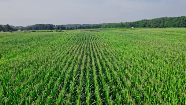 Prachtig Zomer Landschap Van Een Maïsveld Filmbeelden Vanuit Lucht — Stockvideo