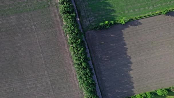 Drone Vuela Sobre Campo Agricultura Verde Hermoso Paisaje Verano — Vídeos de Stock