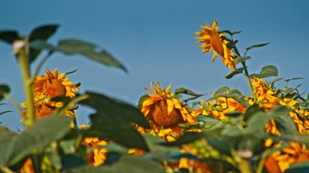 Sonnenblumenlandschaft Abend Sonnenuntergang Sonnenblumenfeld — Stockvideo