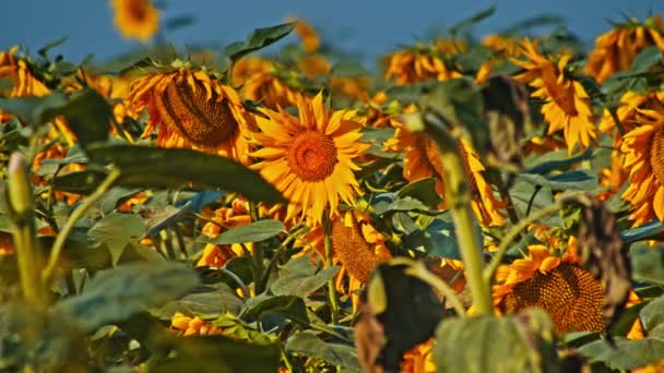 Kolorowe Pole Słonecznika Kwiat Słoneczny Dzień — Wideo stockowe