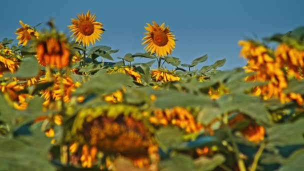 Kwiaty Słonecznika Wieczornym Słońcu Słonecznikowym Polu — Wideo stockowe