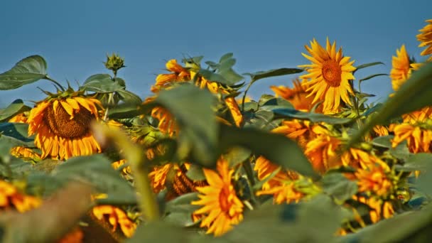 Kwiaty Słonecznika Wieczornym Słońcu Słonecznikowym Polu — Wideo stockowe