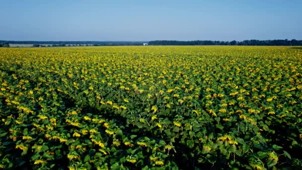 Luftaufnahme Von Sonnenblumen Sonnenblumen Blühen Einem Riesigen Sonnenblumenfeld Das Wind — Stockvideo