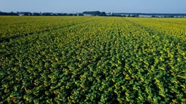 Büyük sarı tarlalı ve ayçiçekli yaz manzarası