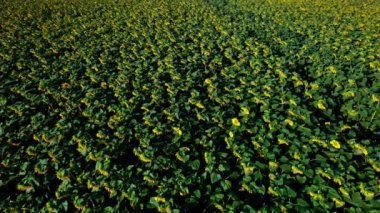 Ayçiçeklerinin havadan görünüşü. Uçsuz bucaksız bir ayçiçeği tarlasında açan ayçiçeği rüzgarda dalgalanıyor.