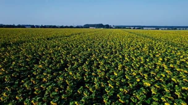 Schöne Luftaufnahme Über Dem Sonnenblumenfeld — Stockvideo