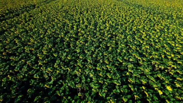 Plan Aérien Drone Volant Dessus Des Champs Tournesol — Video