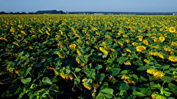 Schöne Luftaufnahme Über Dem Sonnenblumenfeld — Stockvideo