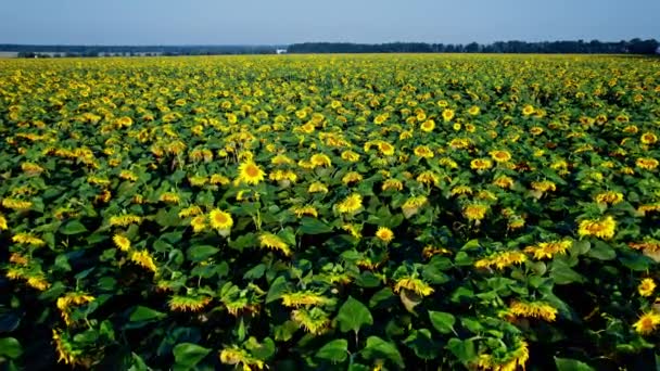 Pohled Shora Pole Zemědělství Kvetoucími Slunečnicemi — Stock video