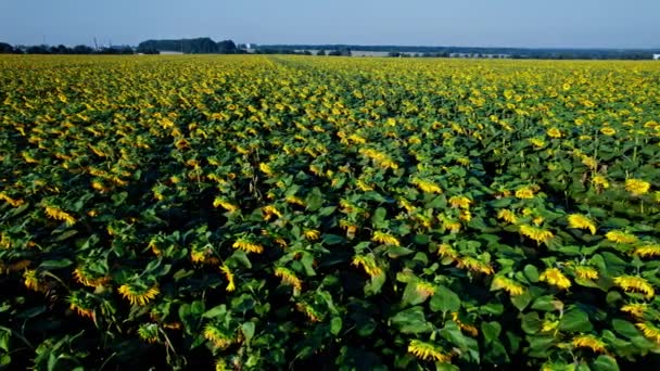 Sommerlandschaft Mit Großem Gelben Feld Mit Sonnenblumen — Stockvideo