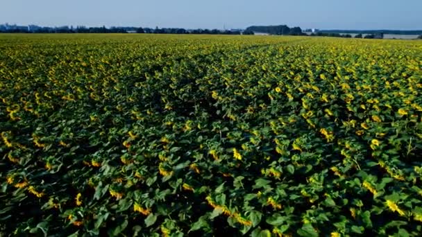 Blick Von Oben Auf Den Acker Mit Blühenden Sonnenblumen — Stockvideo