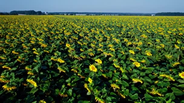 Luftaufnahme Von Sonnenblumen Sonnenblumen Blühen Einem Riesigen Sonnenblumenfeld Das Wind — Stockvideo