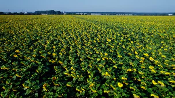 High Angle View Sunflowers Blossom — ストック動画