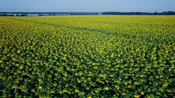Letni Krajobraz Dużym Żółtym Polem Uprawnym Słonecznikami — Wideo stockowe