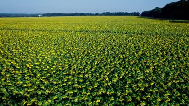 Luftaufnahme Von Sonnenblumen Sonnenblumen Blühen Einem Riesigen Sonnenblumenfeld Das Wind — Stockvideo