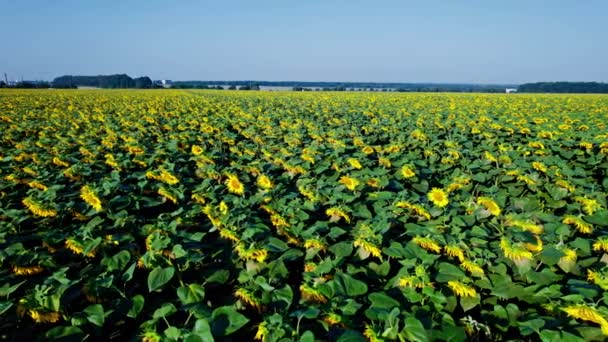 Blühende Gelbe Sonnenblumen Auf Dem Feld Luftaufnahme Des Hofes Mit — Stockvideo