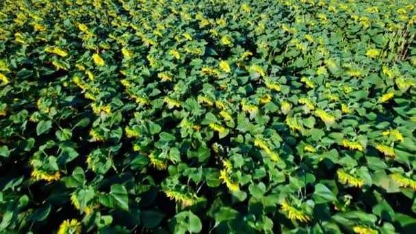 Ανθισμένα Κίτρινα Ηλιοτρόπια Στο Χωράφι Αεροφωτογραφία Του Αγροκτήματος Ηλιοτρόπιο — Αρχείο Βίντεο