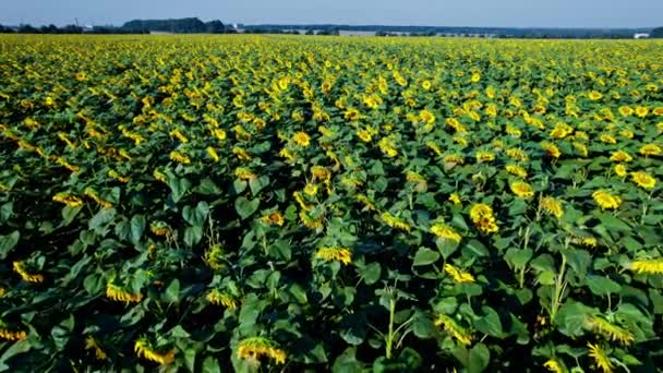 Sommerlandschaft Mit Großem Gelben Feld Mit Sonnenblumen — Stockvideo