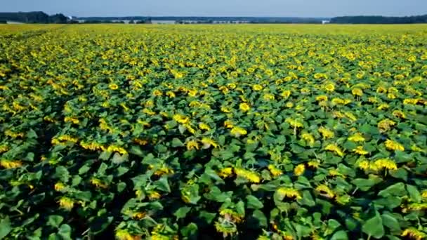 Ανθισμένα Κίτρινα Ηλιοτρόπια Στο Χωράφι Αεροφωτογραφία Του Αγροκτήματος Ηλιοτρόπιο — Αρχείο Βίντεο