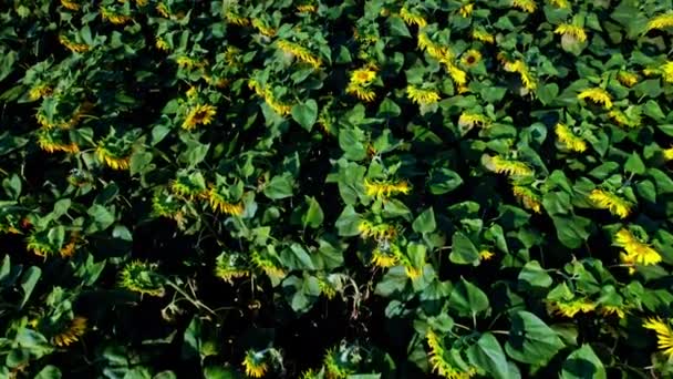 Hava Aracı Görüntüsü Ayçiçeği Tarlalarının Üzerinde Uçuyor — Stok video
