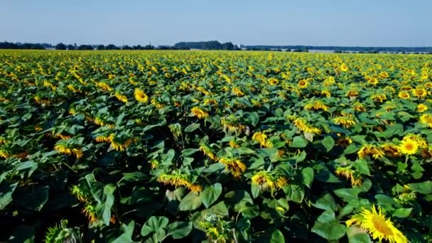 Aerial View Sunflowers Taking Sunflower Blooming Vast Sunflower Field Fluttering — Stock Video