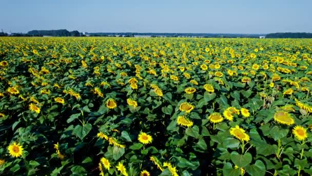 Blick Von Oben Auf Sonnenblumen Blüte — Stockvideo