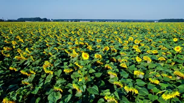 Blühende Gelbe Sonnenblumen Auf Dem Feld Luftaufnahme Des Hofes Mit — Stockvideo