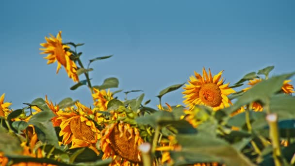 Kolorowe Pole Słonecznika Kwiat Słoneczny Dzień — Wideo stockowe