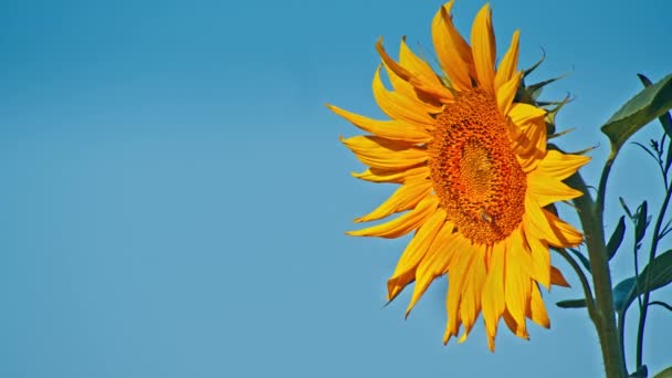 Żółty Słonecznik Świeci Słoneczny Letni Wieczór — Wideo stockowe