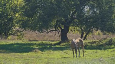 Güzel at ot yiyor, at ahırda ot yiyor.