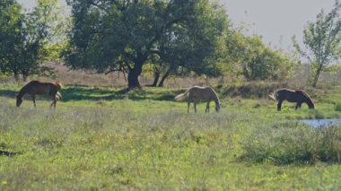 Kahverengi at yeşil bir çayırda taze çimen otluyor.