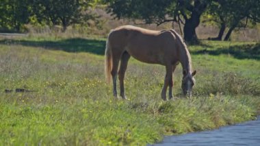 Güzel atlar çimenlik çimen otlatırlar resimli bir yaz çayırında