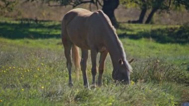Güzel at ot yiyor, at ahırda ot yiyor.