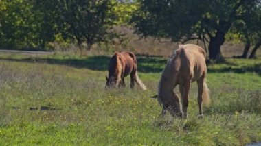 Gündüzleri tarlada otlayan atlar.