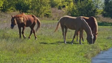 Kahverengi binici at çimenlerde otluyor.