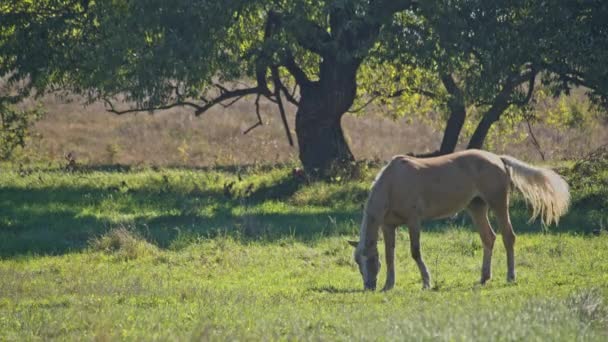 美しい馬は絵のような夏の牧草地で草をつまむ草を放牧 — ストック動画