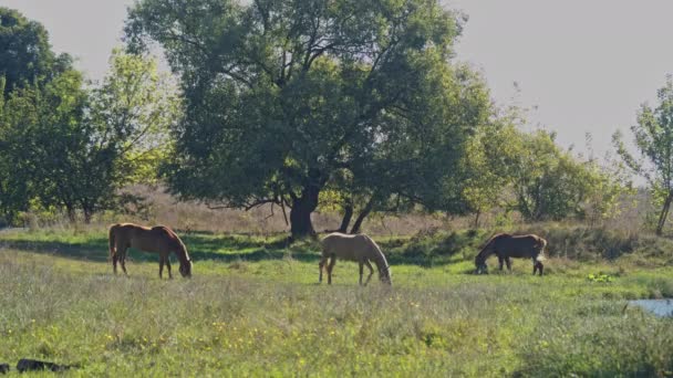 Brown Riding Horse Grazing Grass — Stock Video