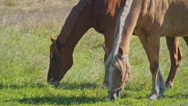 Krásné Koně Pasou Štípající Trávu Malebné Letní Louce — Stock video