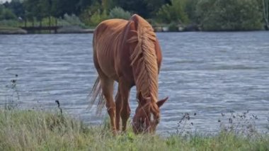 Güzel atlar çimenlik çimen otlatırlar resimli bir yaz çayırında