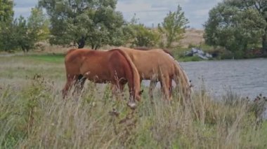 Güzel çayırlarda at çimleri çiğniyor