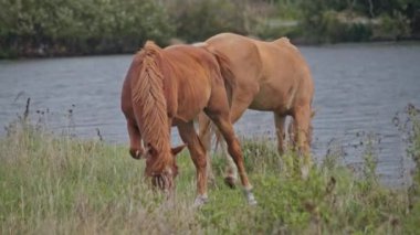 Kahverengi at yeşil bir çayırda taze çimen otluyor.